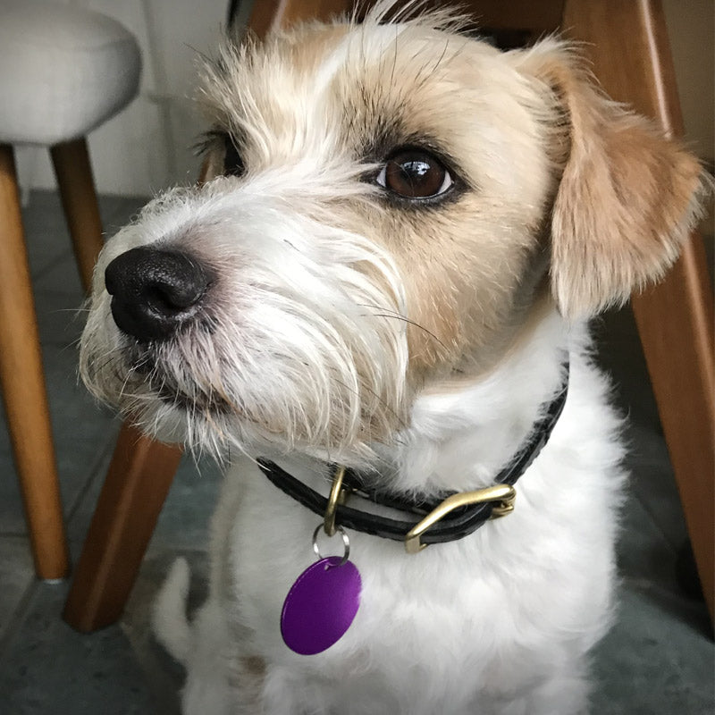 Tesla purple plate on dogs collar