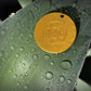 Auric Illumination Disc. Gold circular object with a design on a green surface with water droplets