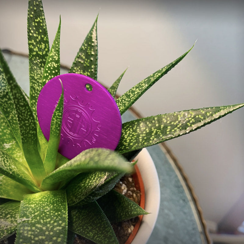 Tesla Purple disc cactus