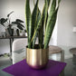 Purple plate with sick plant on top of glass table healing plant